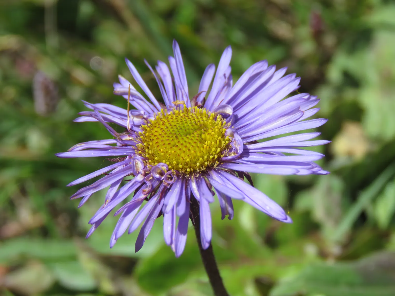 Alpine Aster (Aster Alpinus) — showcasing daisy-like blooms with purple petals and yellow centers from late spring to early summer; achieving both, image 118