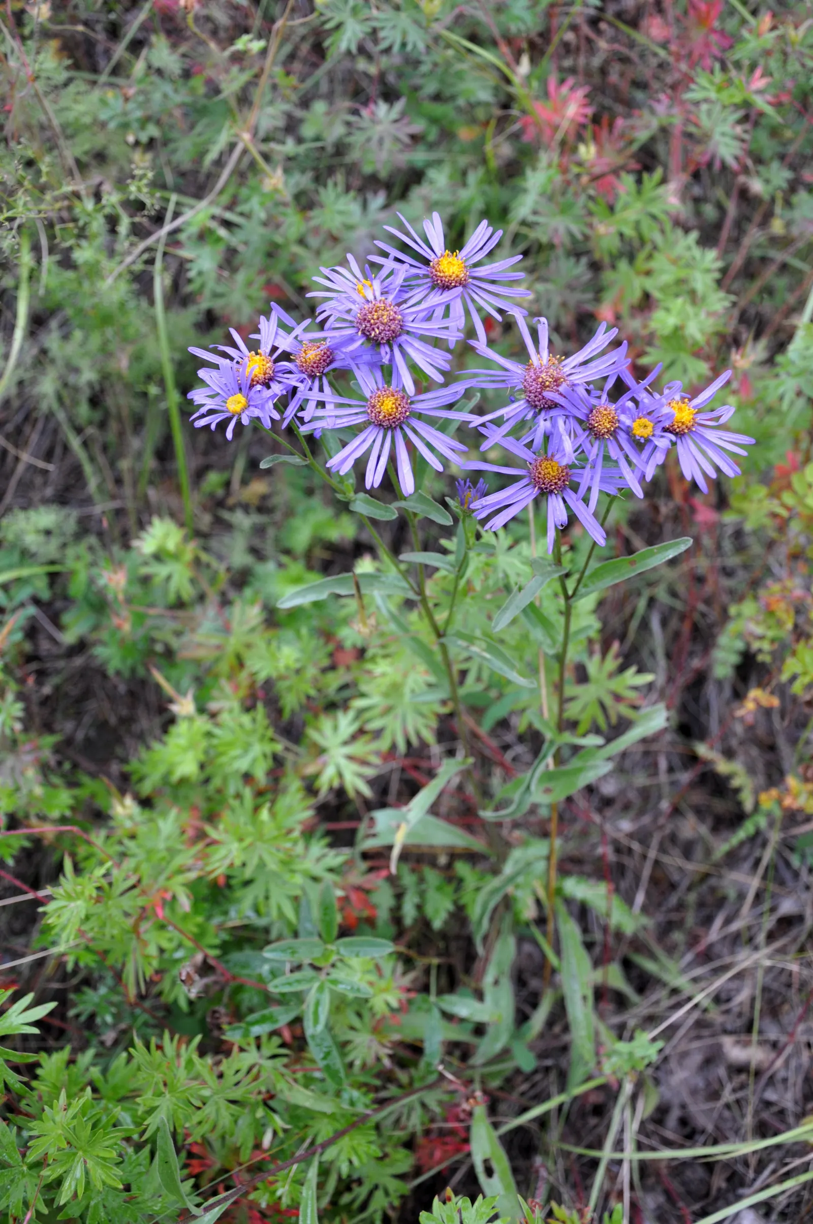 Alpine Aster (Aster Alpinus) — This plant typically grows to about 6 to 12 inches tall with a spread of approximately 12 inches; the Alpine Aster, image 83