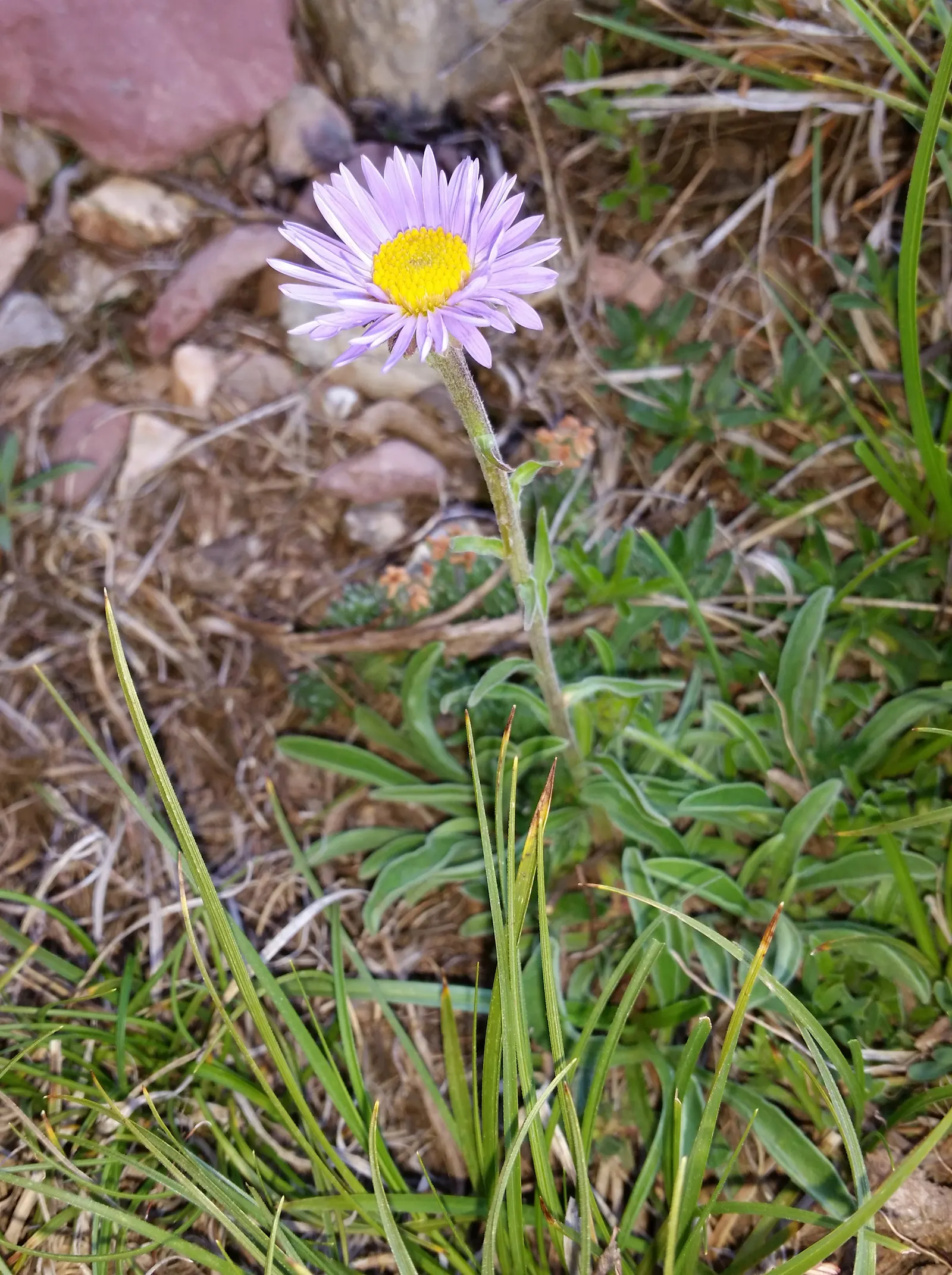 Alpine Aster (Aster Alpinus) — blending splendidly with other alpine species.<br><br>For year-to-year enjoyment; this plant typically grows to, image 110