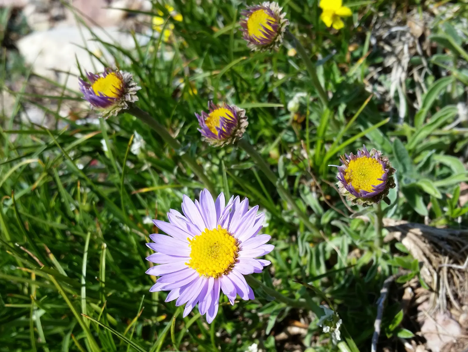 Alpine Aster (Aster Alpinus) — perennial for full; deadheading spent flowers can encourage a prolonged bloom period and prevent self-seeding, image 57