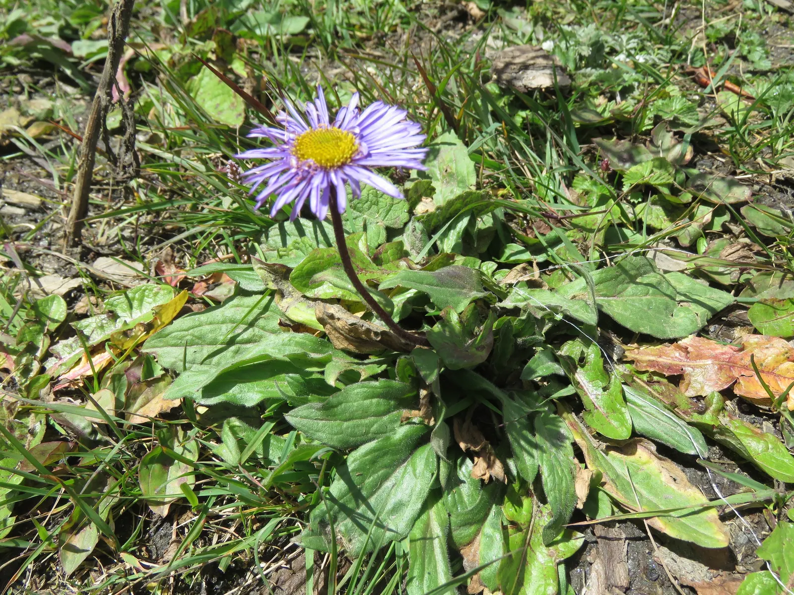 Alpine Aster (Aster Alpinus) — perennial with violet blooms; displaying a striking color palette with vibrant violet-blue petals circling a sunny, image 94