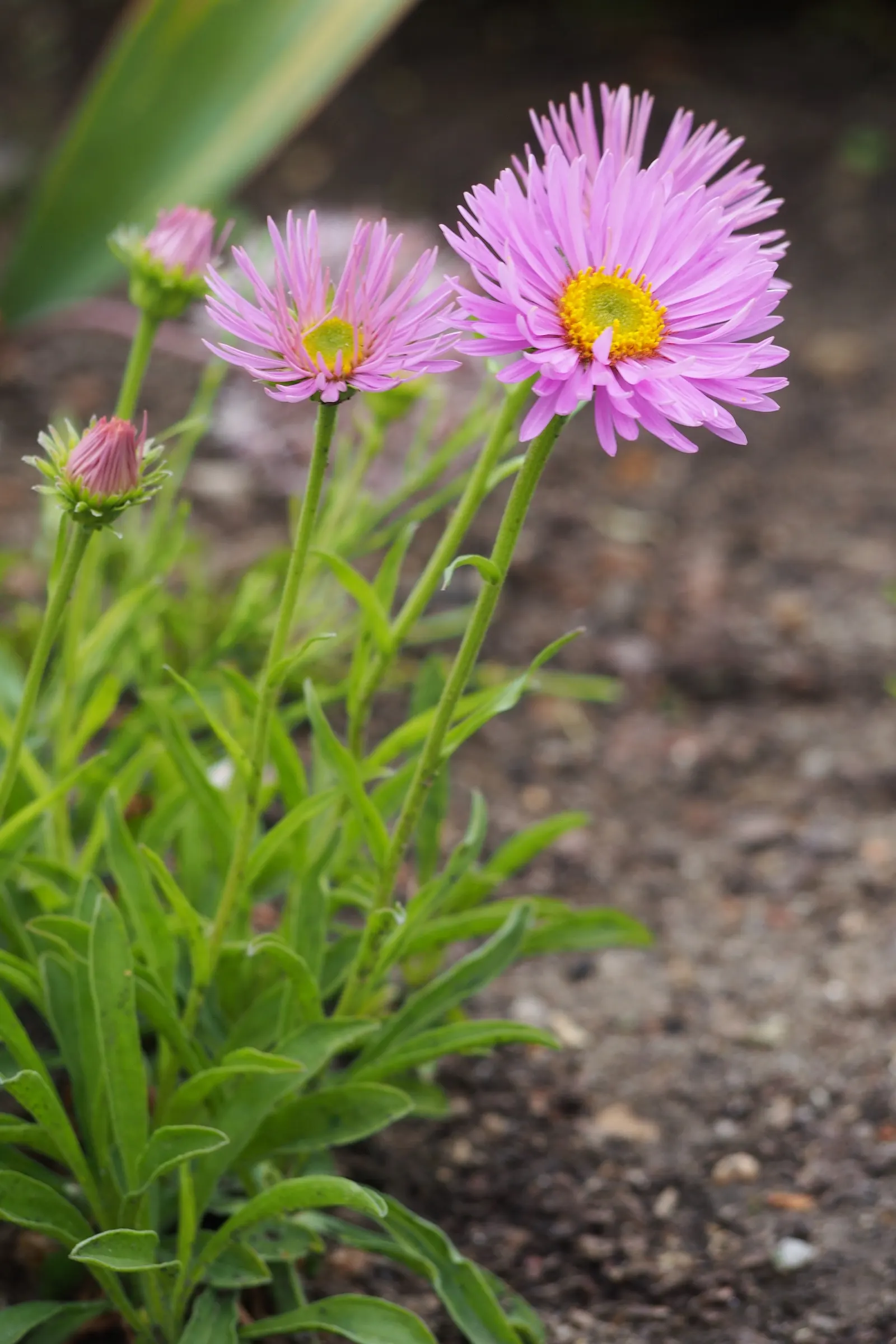 Alpine Aster (Aster Alpinus) — deadheading spent flowers can encourage a prolonged bloom period and prevent self-seeding; its petite size and, image 54