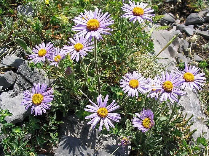 Alpine Aster (Aster Alpinus) — deadheading spent flowers can encourage a prolonged bloom period and prevent self-seeding; its petite size and, image 130