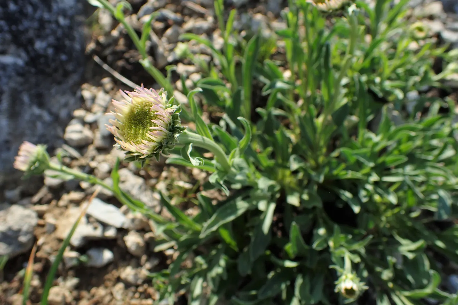 Alpine Aster (Aster Alpinus) — perennial for full; deadheading spent flowers can encourage a prolonged bloom period and prevent self-seeding, image 114
