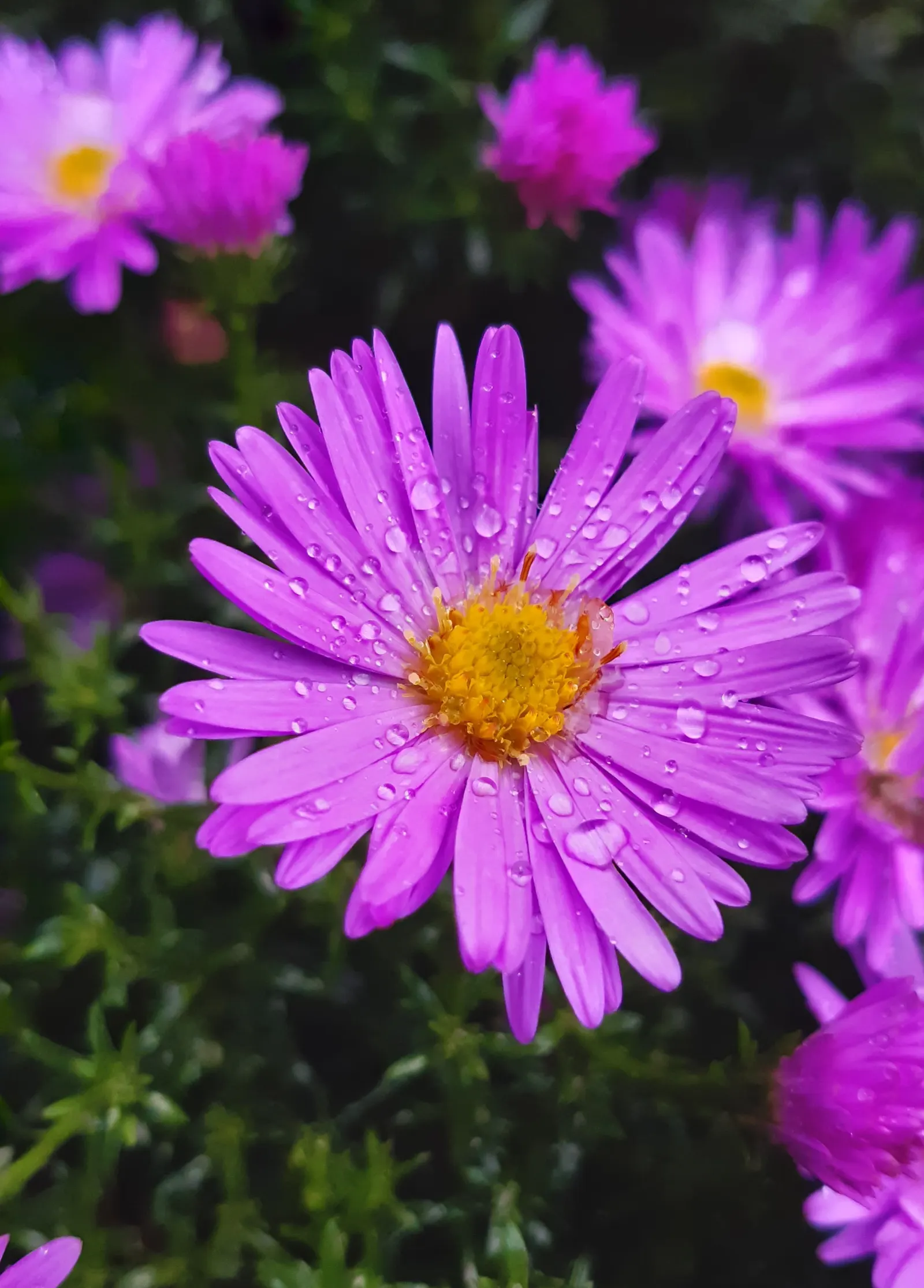 Alpine Aster (Aster Alpinus) — moderately fertile soil with a slightly acidic to neutral pH; violet flowers in the garden, image 106
