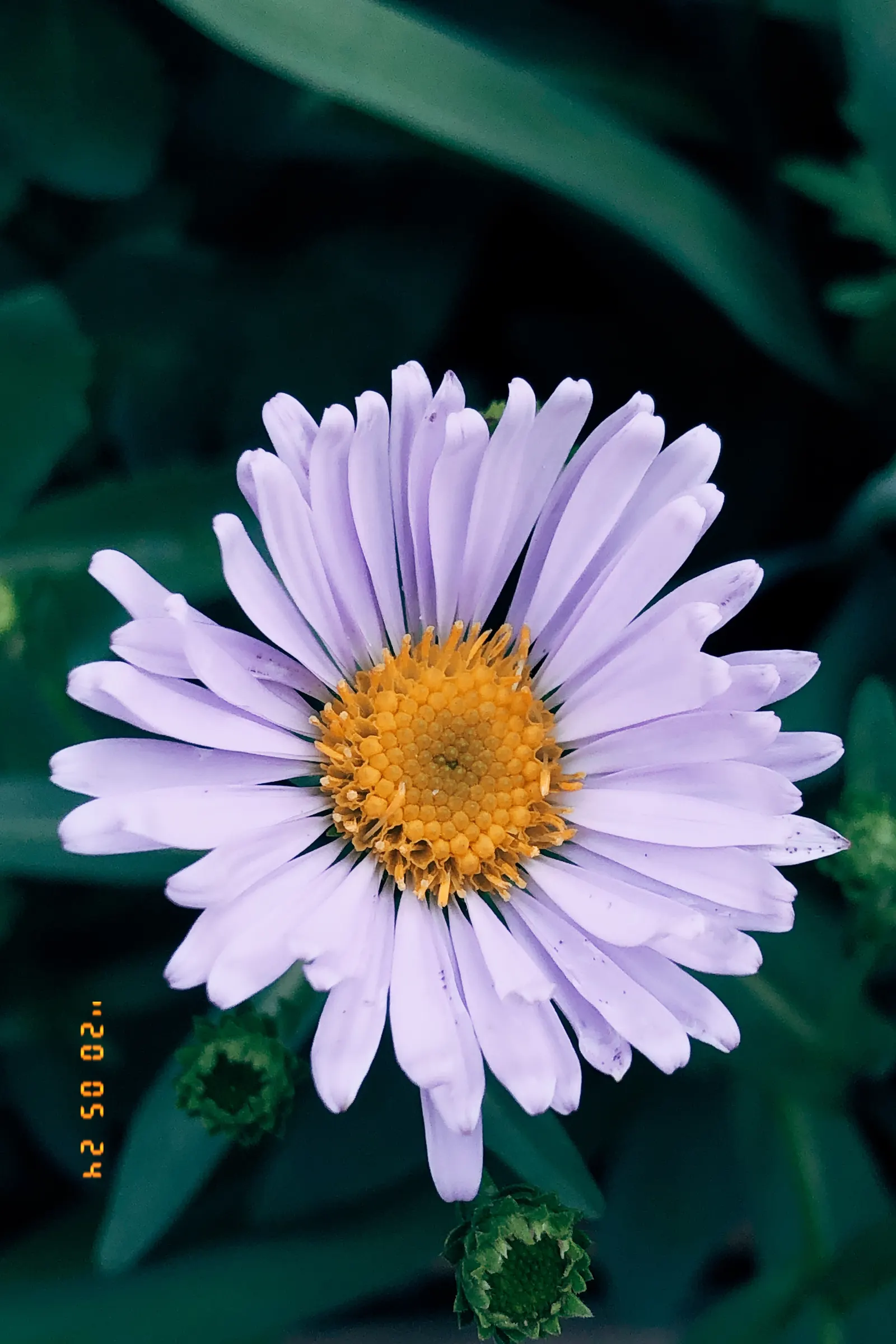 Alpine Aster (Aster Alpinus) — Its petite size and resilience also make it a perfect addition for alpine troughs and rockeries; perennial for full, image 71