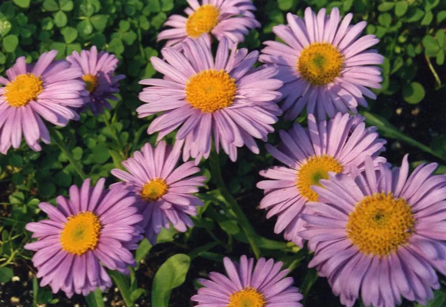 Alpine Aster (Aster Alpinus) — which span 1 to 2 inches long, image 105