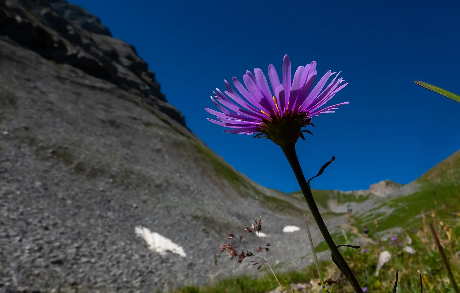 Alpine Aster (Aster Alpinus) — the Alpine Aster blooms from late spring to early summer; blending splendidly with other alpine species.<br><br>For, image 65
