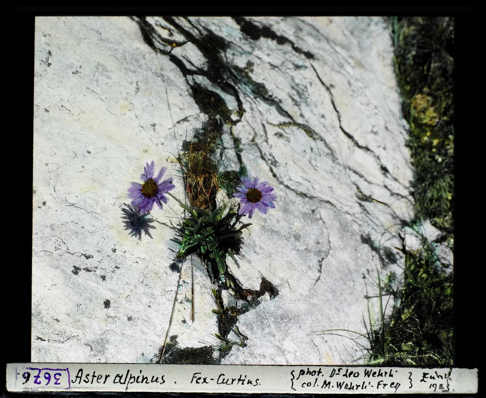 Alpine Aster (Aster Alpinus) — Alpine Aster (Aster alpinus) is a charming perennial thriving in zones 4 to 7
