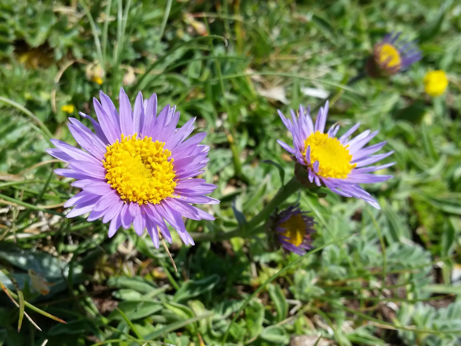 Alpine Aster (Aster Alpinus) — deadheading spent flowers can encourage a prolonged bloom period and prevent self-seeding; its petite size and, image 111