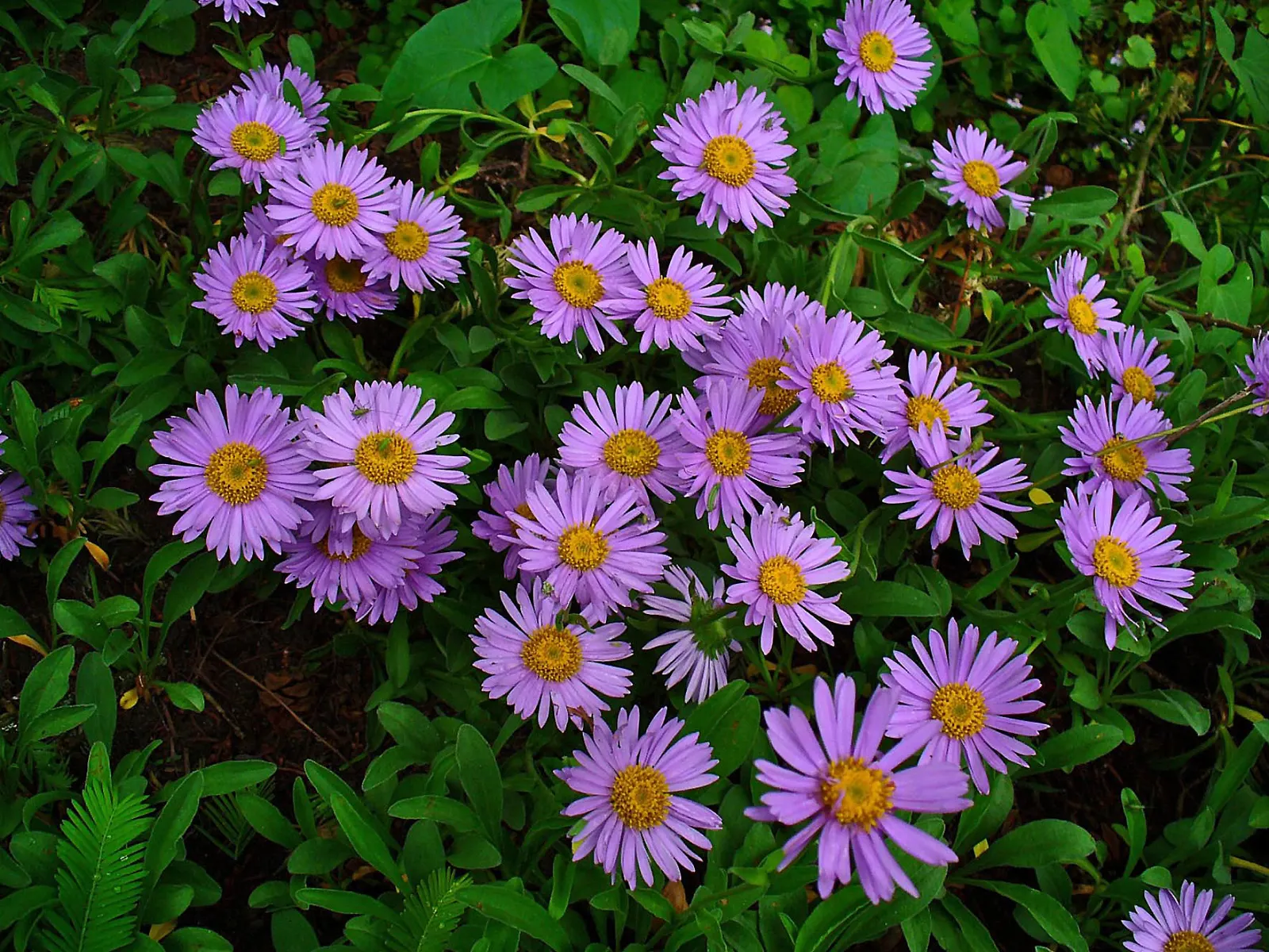 Alpine Aster (Aster Alpinus) — violet flowers in the garden; flourishing in well-drained soil and full sun, image 131