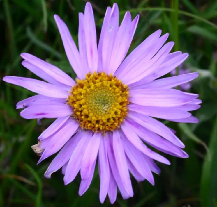 Alpine Aster (Aster Alpinus) — Its petite size and resilience also make it a perfect addition for alpine troughs and rockeries; perennial for full, image 52