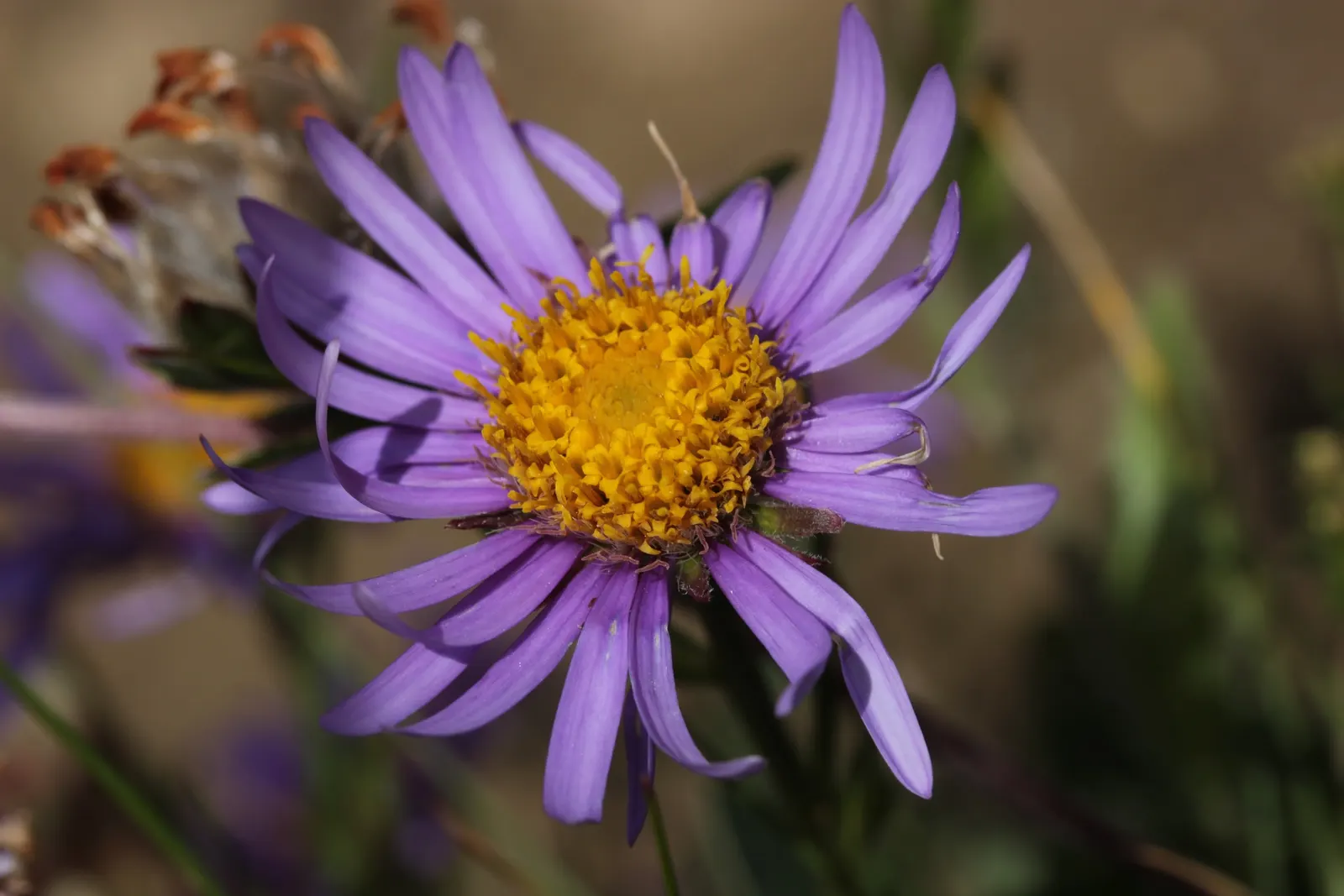 Alpine Aster (Aster Alpinus) — perennial with violet blooms; displaying a striking color palette with vibrant violet-blue petals circling a sunny, image 75