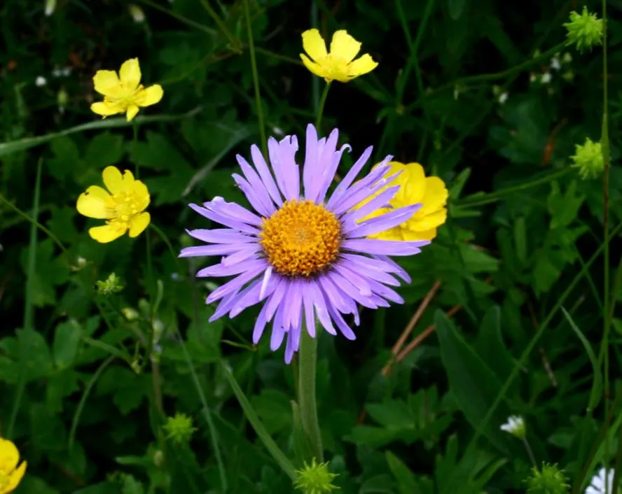 Alpine Aster (Aster Alpinus) — which span 1 to 2 inches long, image 86