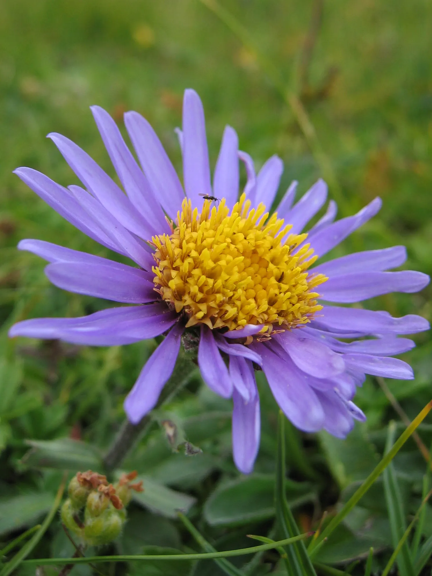 Alpine Aster (Aster Alpinus) — Ideal for rock gardens and borders, it offers a low-maintenance splash of color that attracts pollinators; as their, image 62
