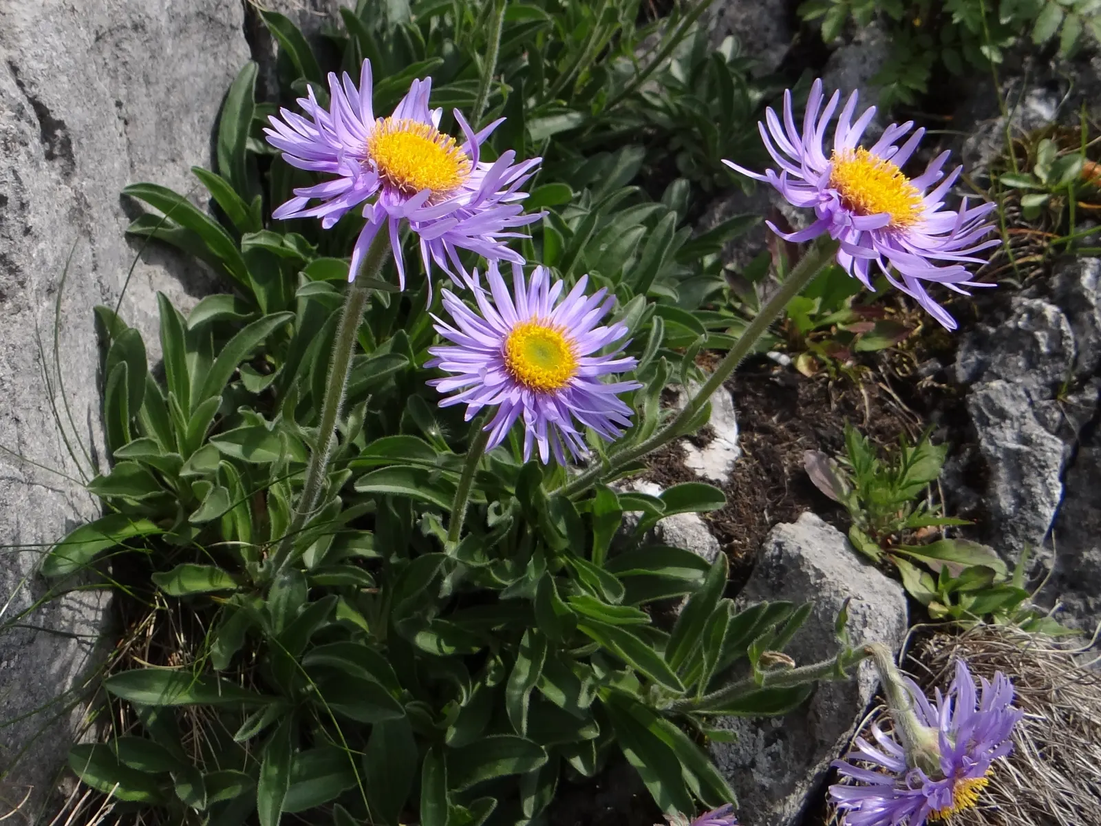 Alpine Aster (Aster Alpinus) — flourishing in well-drained soil and full sun; moderately fertile soil with a slightly acidic to neutral pH, image 116