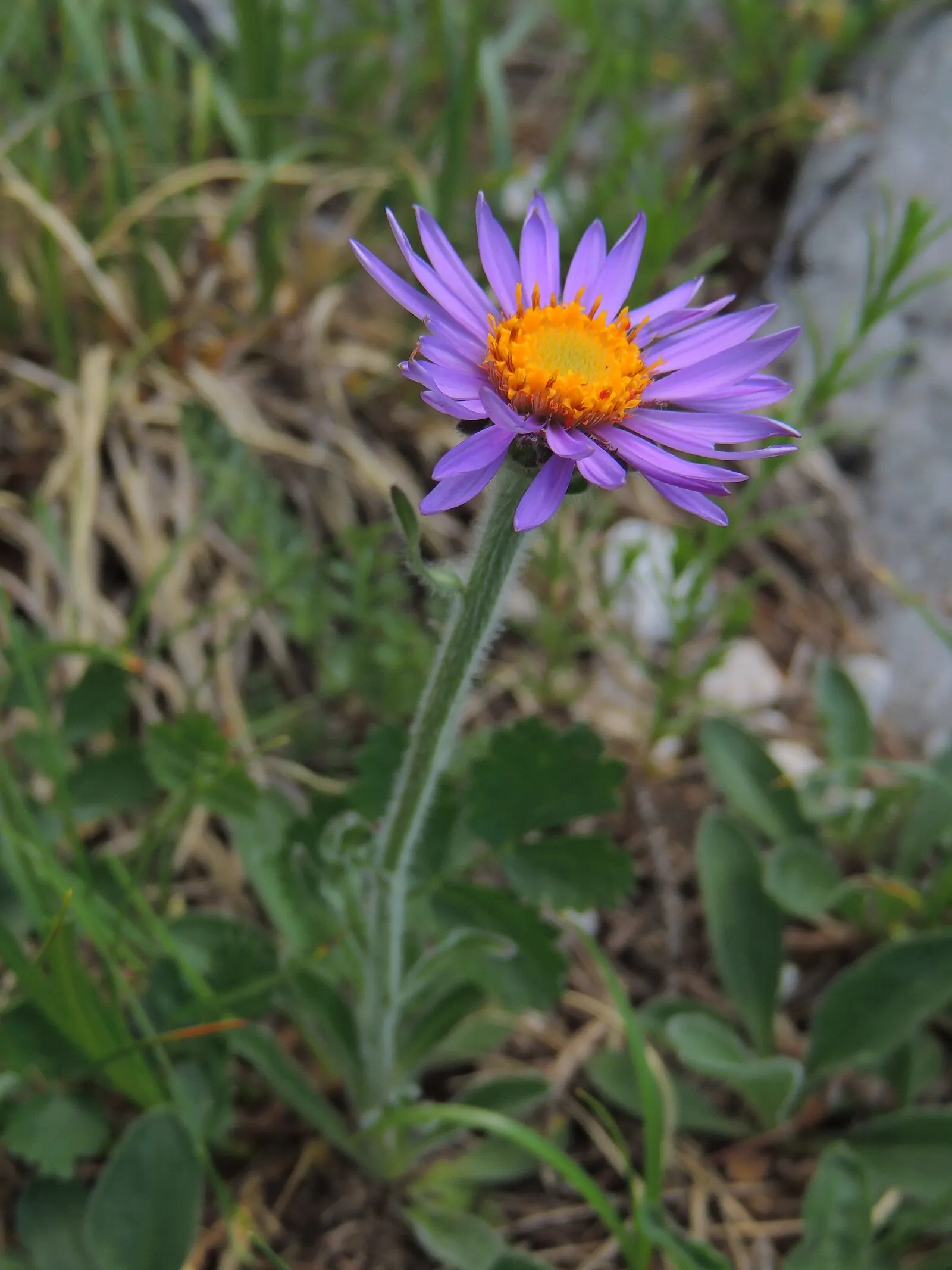 Alpine Aster (Aster Alpinus) — which span 1 to 2 inches long, image 124