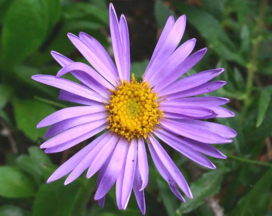 Alpine Aster (Aster Alpinus) — achieving both visual appeal and naturalising ease for designers and homeowners alike; alpine Aster (Aster alpinus), image 101