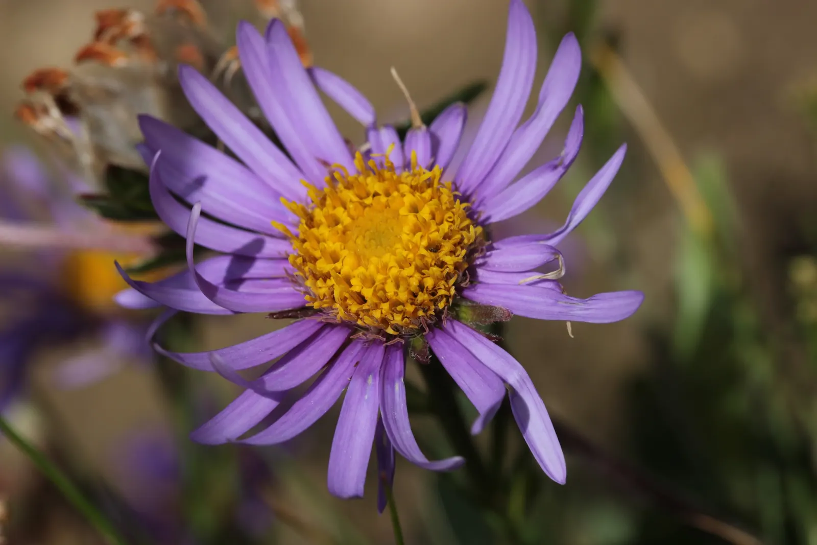 Alpine Aster (Aster Alpinus) — achieving both visual appeal and naturalising ease for designers and homeowners alike; alpine Aster (Aster alpinus), image 82