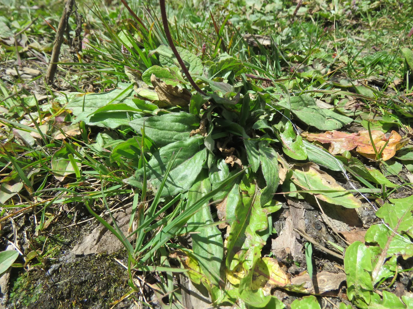 Alpine Aster (Aster Alpinus) — Its petite size and resilience also make it a perfect addition for alpine troughs and rockeries; perennial for full, image 90
