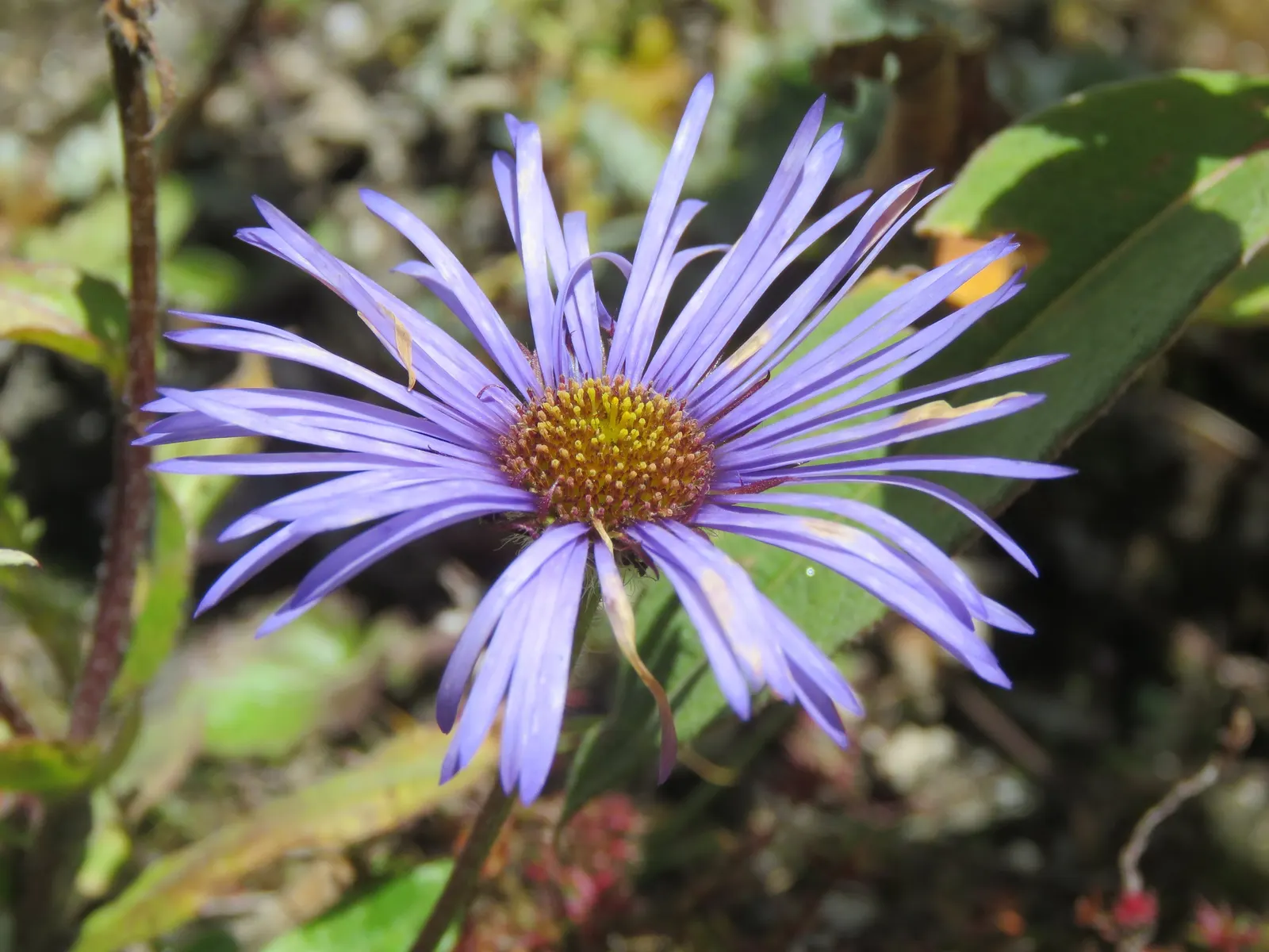 Alpine Aster (Aster Alpinus) — violet flowers in the garden; flourishing in well-drained soil and full sun, image 93