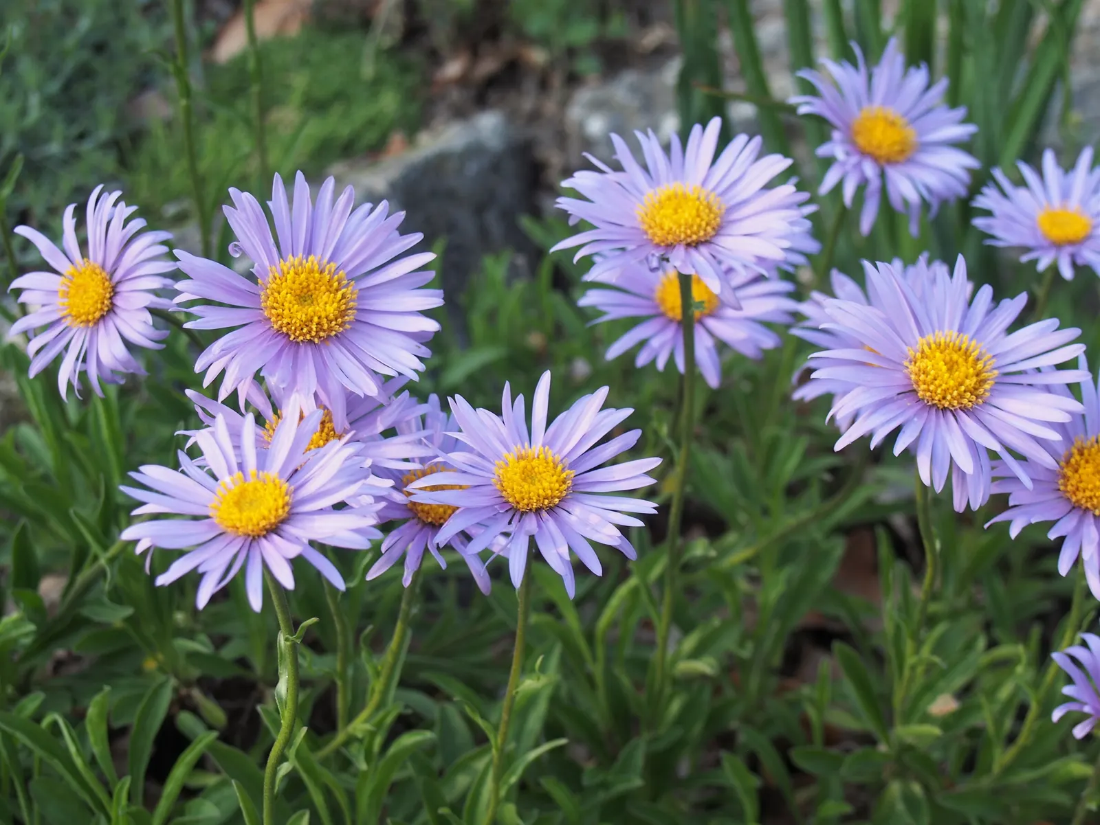 Alpine Aster (Aster Alpinus) — which span 1 to 2 inches long, image 67