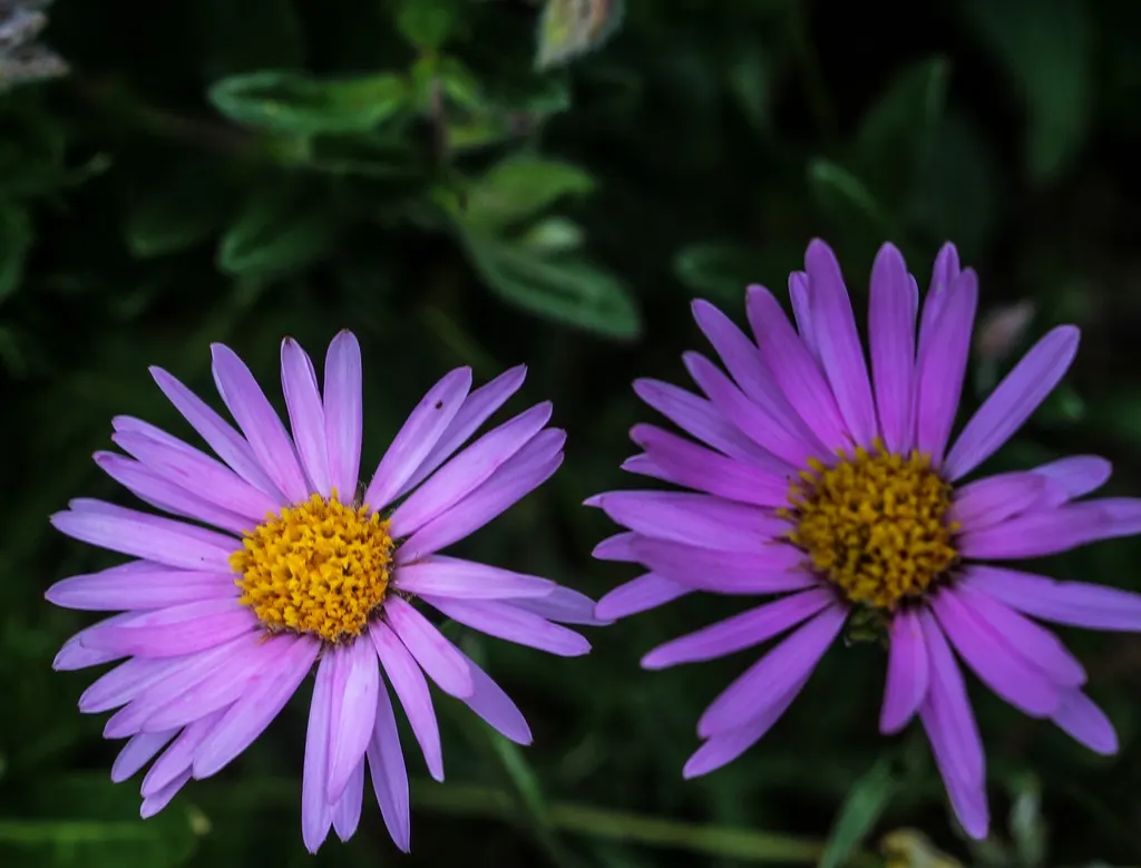 Alpine Aster (Aster Alpinus) — Ideal for rock gardens and borders, it offers a low-maintenance splash of color that attracts pollinators; as their, image 100