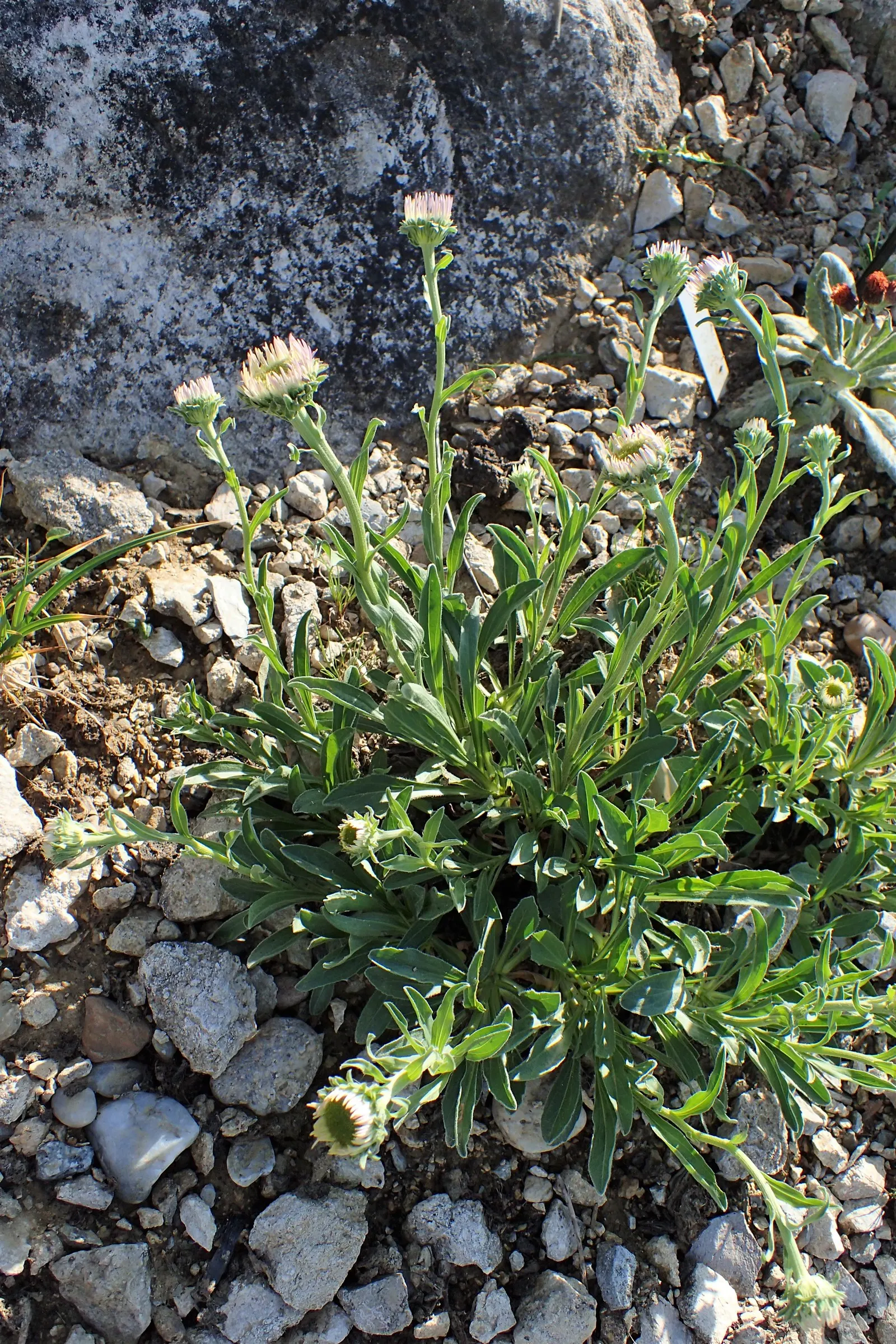 Alpine Aster (Aster Alpinus) — violet flowers in the garden; flourishing in well-drained soil and full sun, image 112