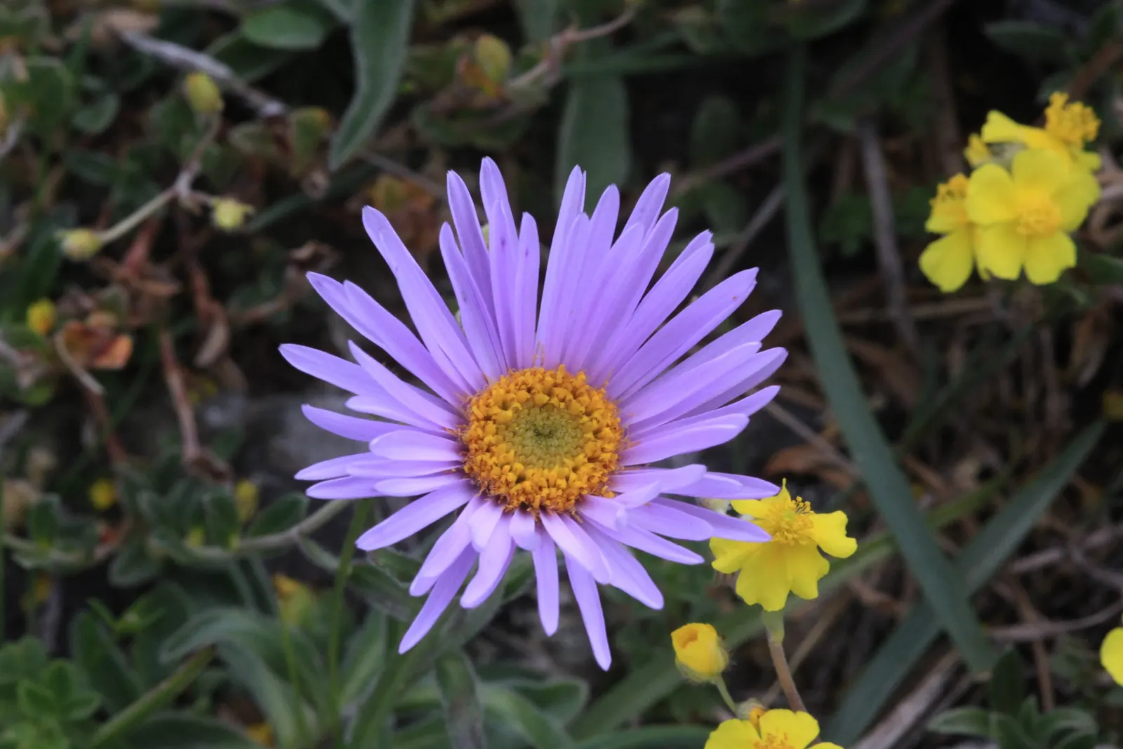 Alpine Aster (Aster Alpinus) — blending splendidly with other alpine species.<br><br>For year-to-year enjoyment; this plant typically grows to, image 72