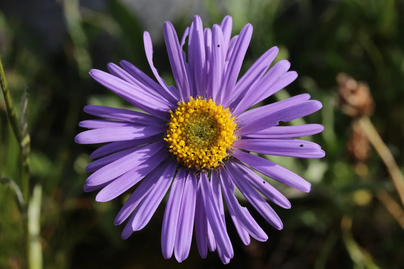 Alpine Aster (Aster Alpinus) — moderately fertile soil with a slightly acidic to neutral pH; violet flowers in the garden, image 87
