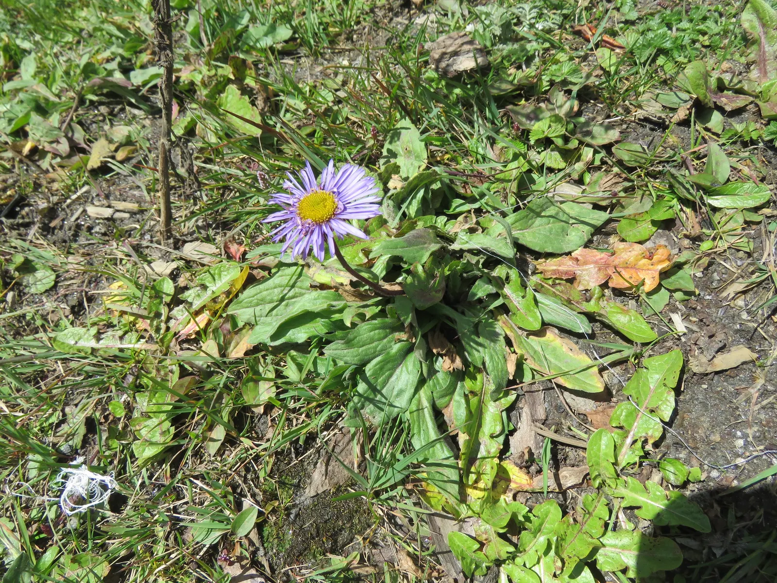Alpine Aster (Aster Alpinus) — blending splendidly with other alpine species.<br><br>For year-to-year enjoyment; this plant typically grows to, image 91