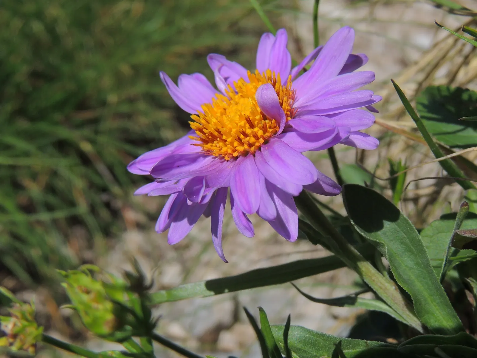 Alpine Aster (Aster Alpinus) — This plant typically grows to about 6 to 12 inches tall with a spread of approximately 12 inches; the Alpine Aster, image 121