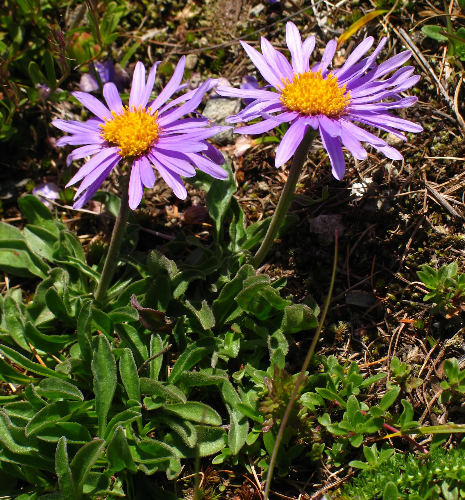 Alpine Aster (Aster Alpinus) — which span 1 to 2 inches long, image 48