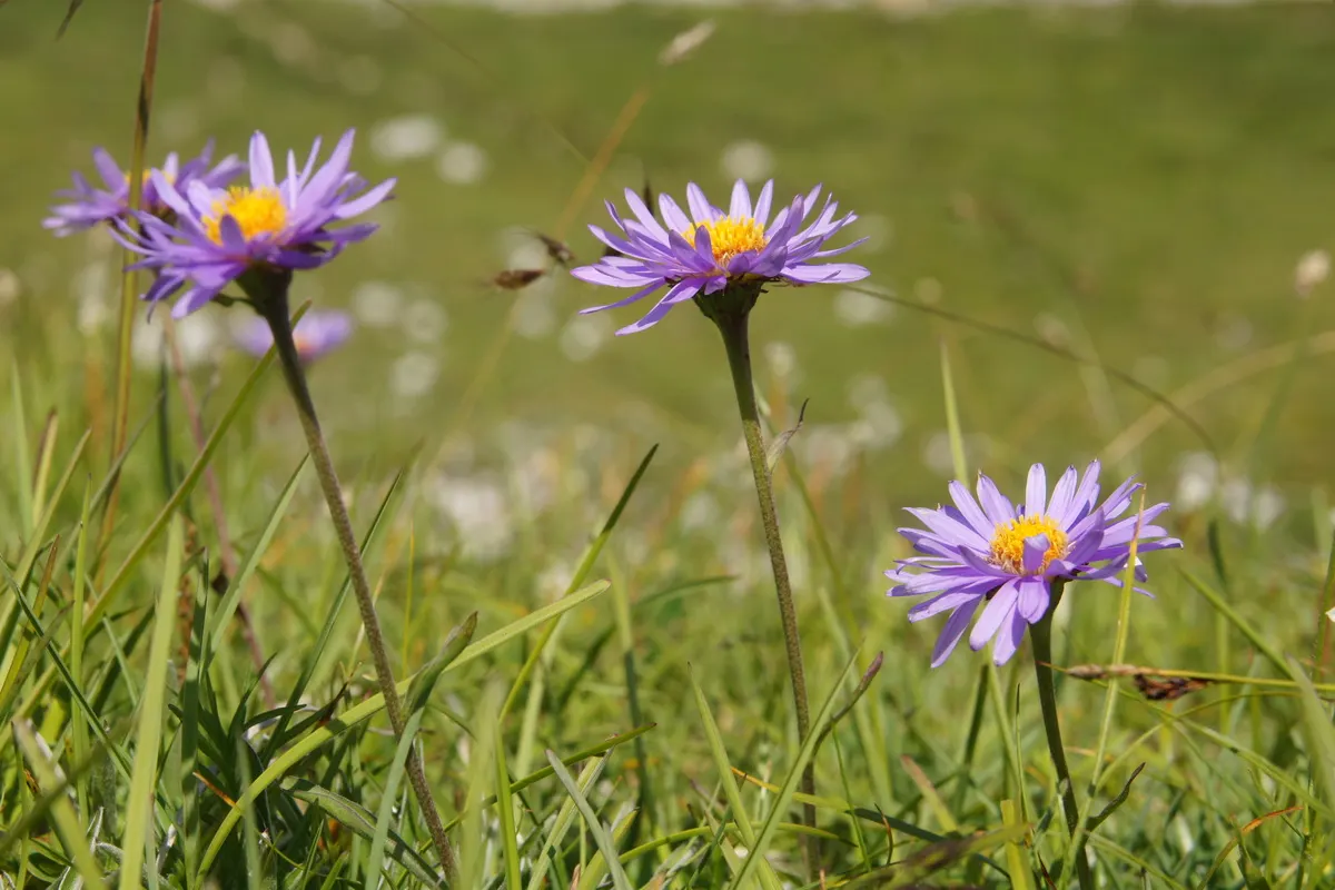 Alpine Aster (Aster Alpinus) — blending splendidly with other alpine species.<br><br>For year-to-year enjoyment