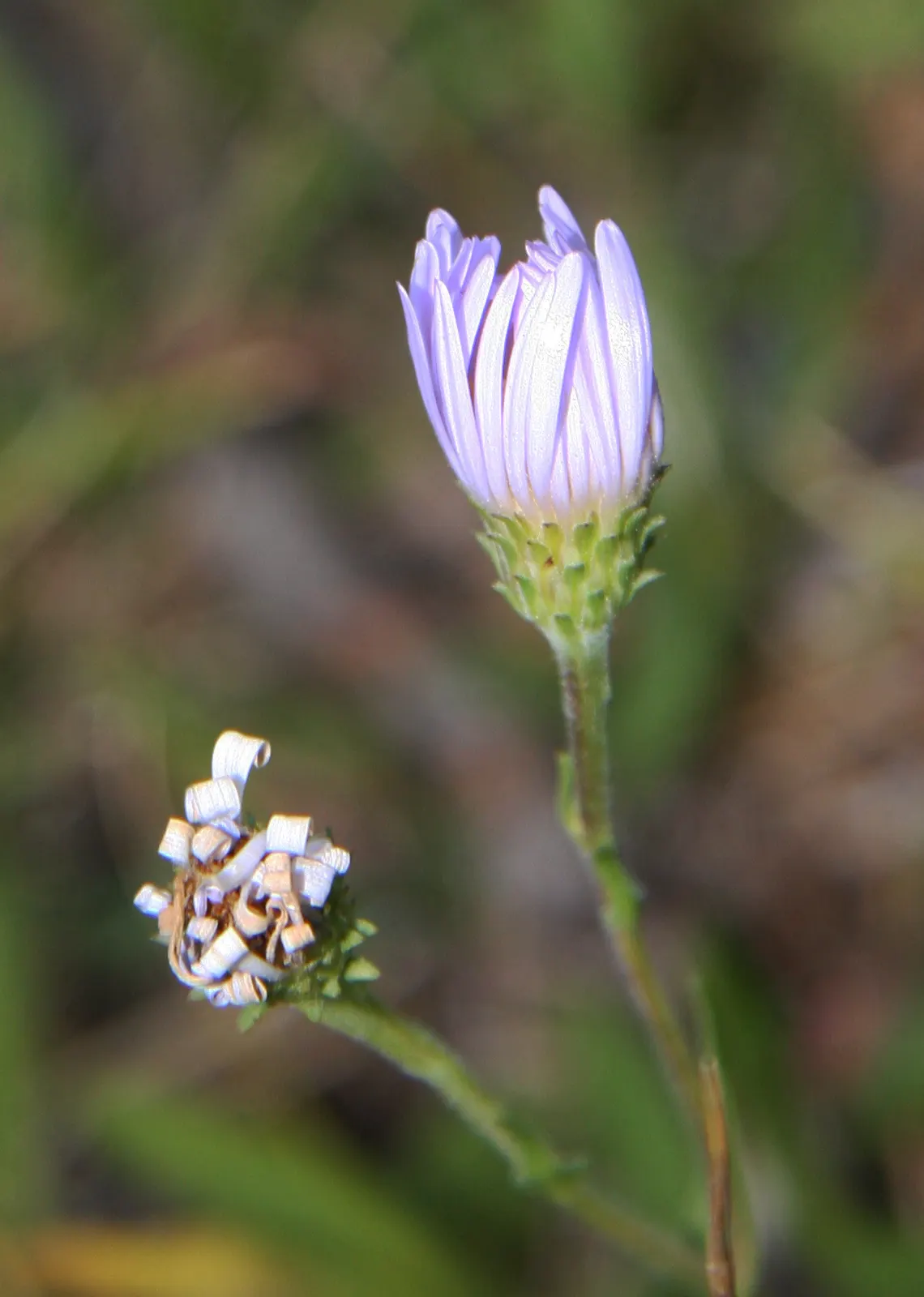 Alpine Aster (Aster Alpinus) — This low-maintenance specimen is hardy in zones 4 through 7; ideal for rock gardens and borders, it offers a low-maintenance