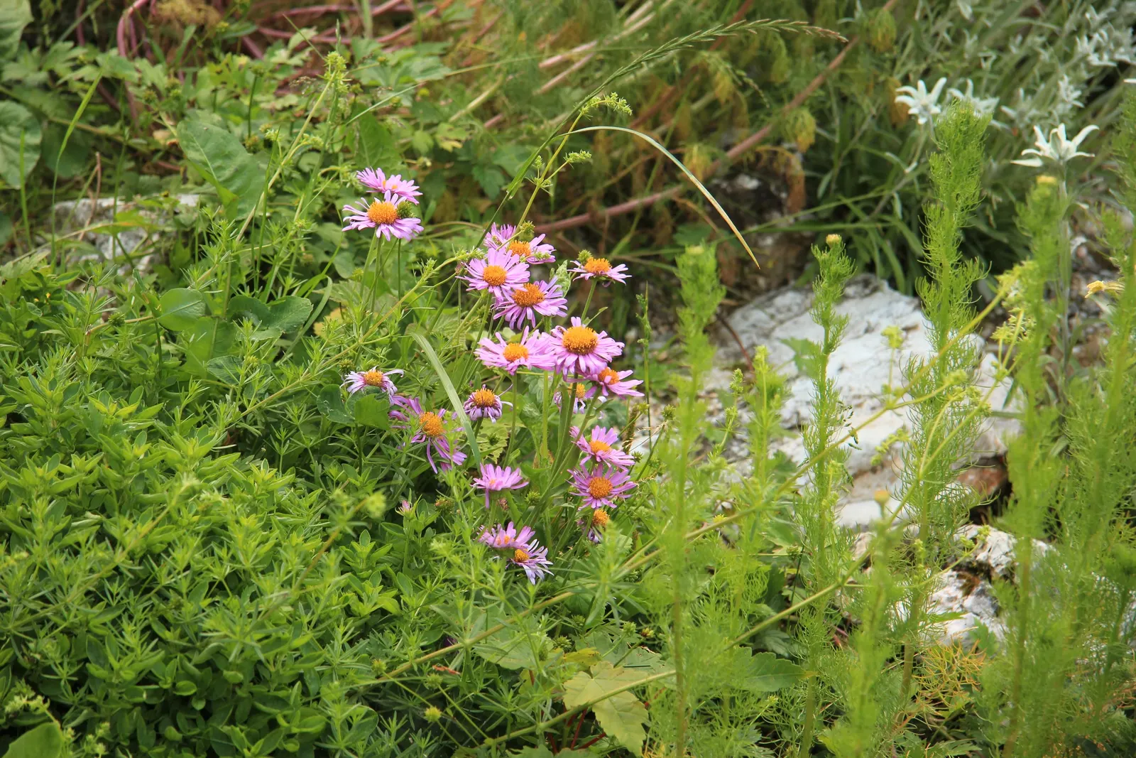 Alpine Aster (Aster Alpinus) — Ideal for rock gardens and borders, it offers a low-maintenance splash of color that attracts pollinators; as their blossoms