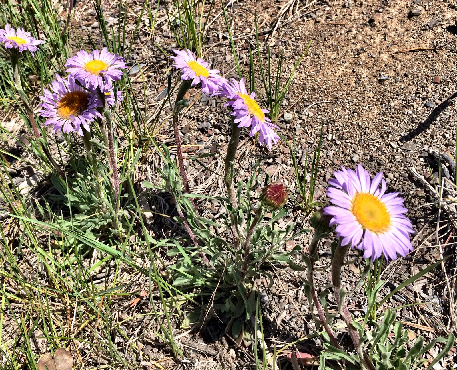 Alpine Aster (Aster Alpinus) — showcasing daisy-like blooms with purple petals and yellow centers from late spring to early summer; achieving both, image 61