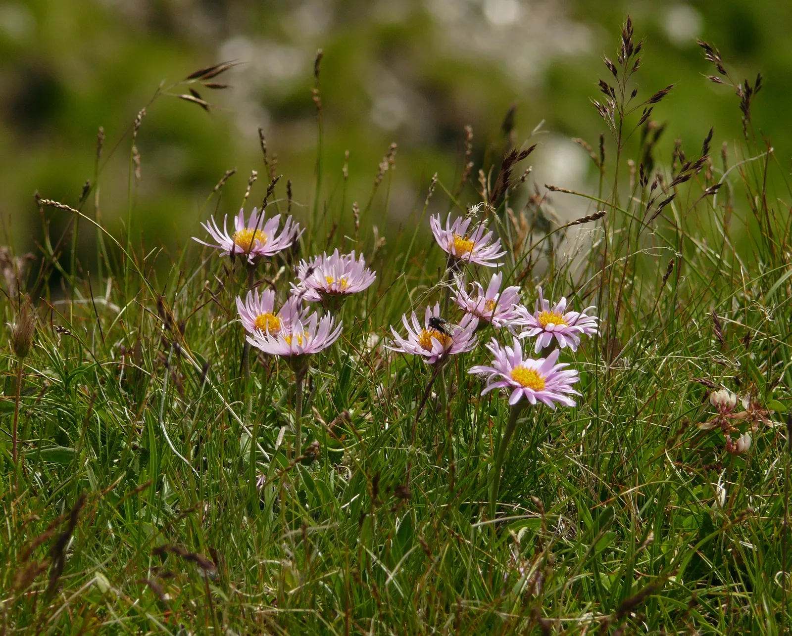 Alpine Aster (Aster Alpinus) — Alpine Aster (Aster alpinus) is a charming perennial thriving in zones 4 to 7; showcasing daisy-like blooms with purple petals