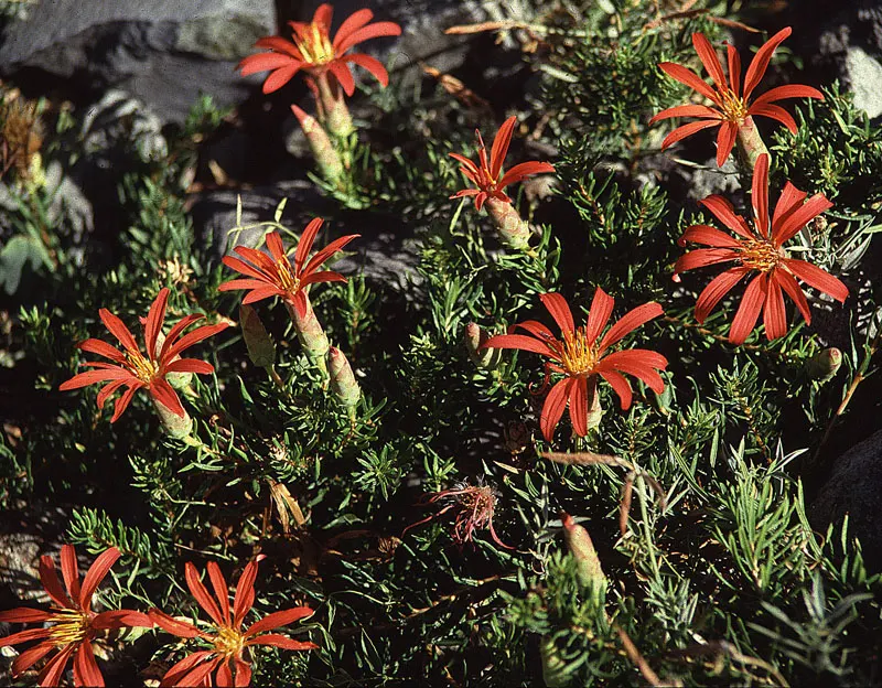 Alpine Aster (Aster Alpinus) — violet flowers in the garden