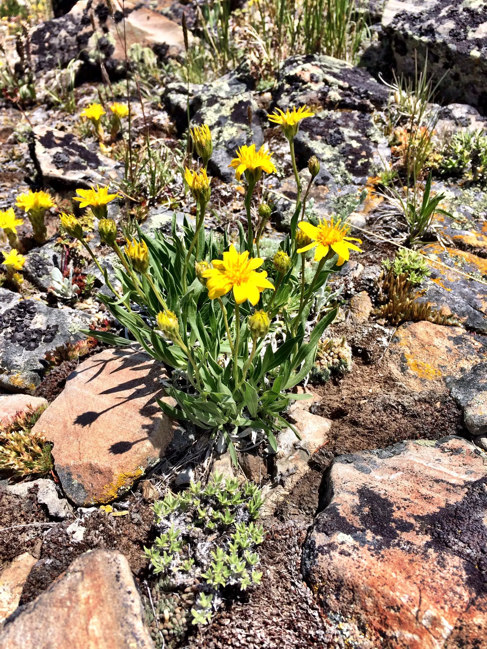 Alpine Aster (Aster Alpinus) — This plant typically grows to about 6 to 12 inches tall with a spread of approximately 12 inches; the Alpine Aster, image 64