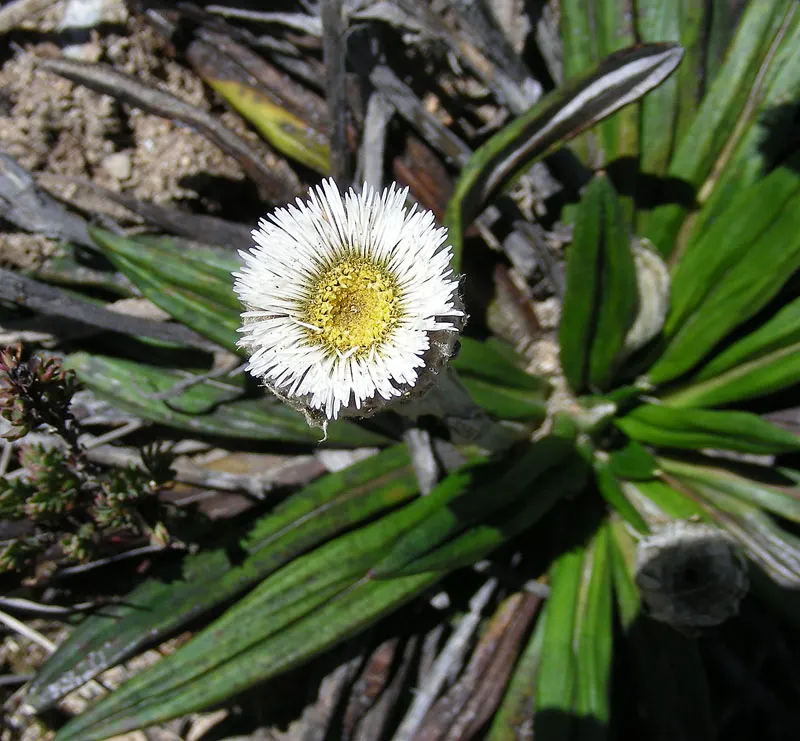Alpine Aster (Aster Alpinus) — flourishing in well-drained soil and full sun; moderately fertile soil with a slightly acidic to neutral pH, image 59