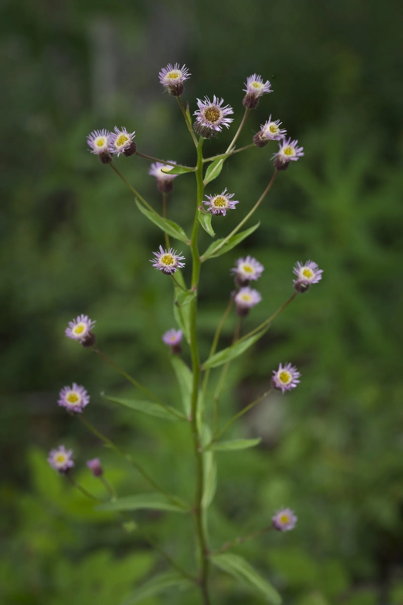 Alpine Aster (Aster Alpinus) — moderately fertile soil with a slightly acidic to neutral pH; violet flowers in the garden, image 125