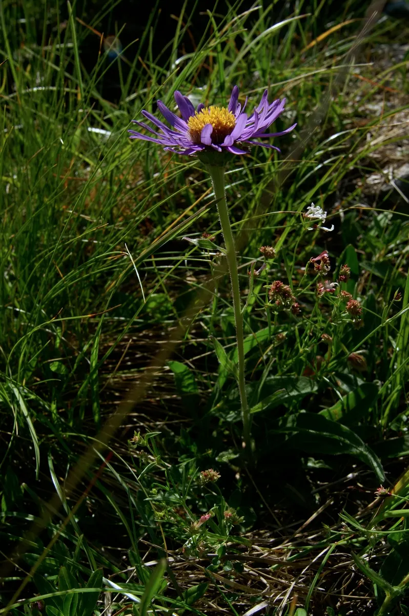 Alpine Aster (Aster Alpinus) — which span 1 to 2 inches long, image 29