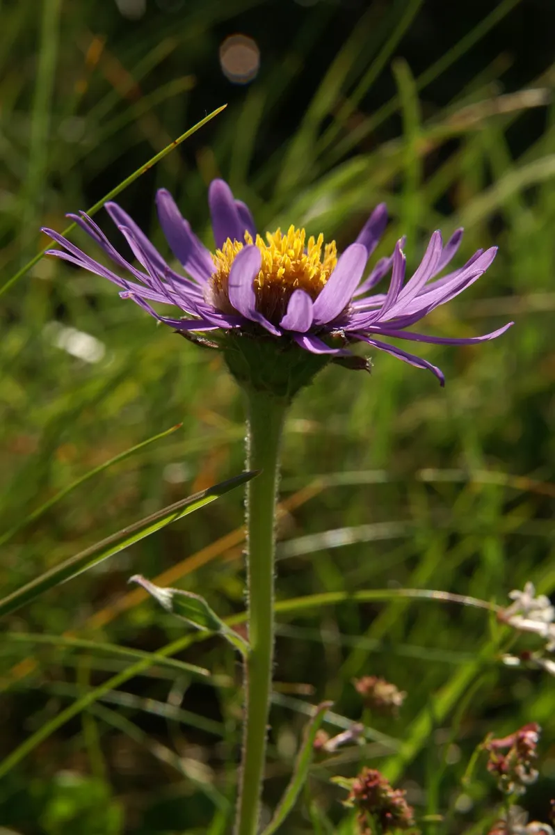 Alpine Aster (Aster Alpinus) — the Alpine Aster blooms from late spring to early summer; blending splendidly with other alpine species.<br><br>For year-to-year