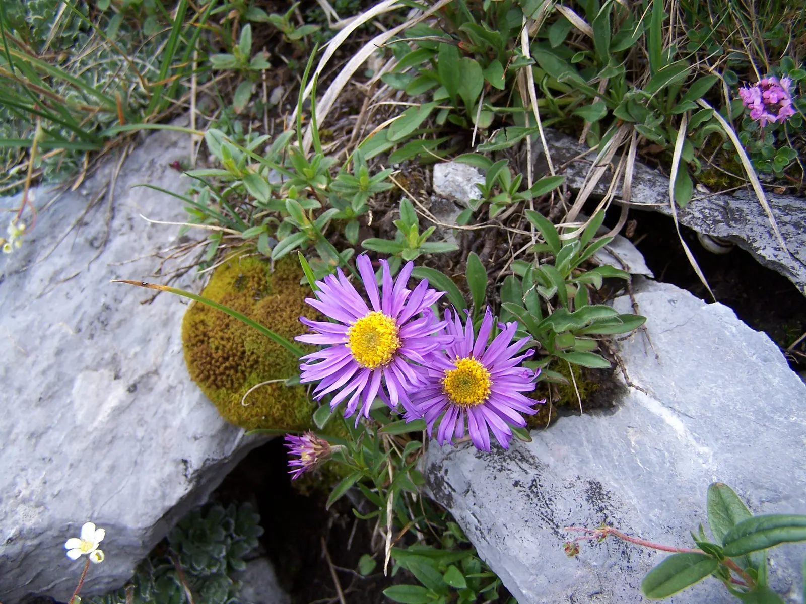 Alpine Aster (Aster Alpinus) — displaying a striking color palette with vibrant violet-blue petals circling a sunny yellow center; this compact gem reaches a