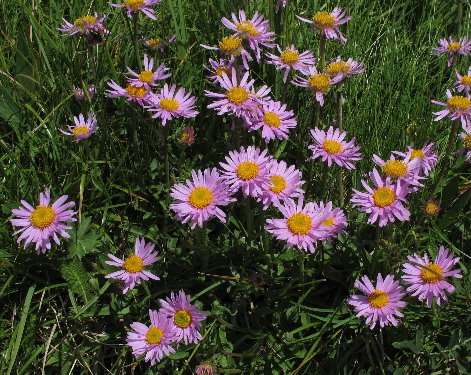 Alpine Aster (Aster Alpinus) — as their blossoms attract pollinators such as butterflies