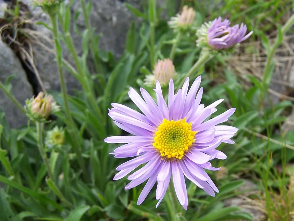 Alpine Aster (Aster Alpinus) — This plant typically grows to about 6 to 12 inches tall with a spread of approximately 12 inches
