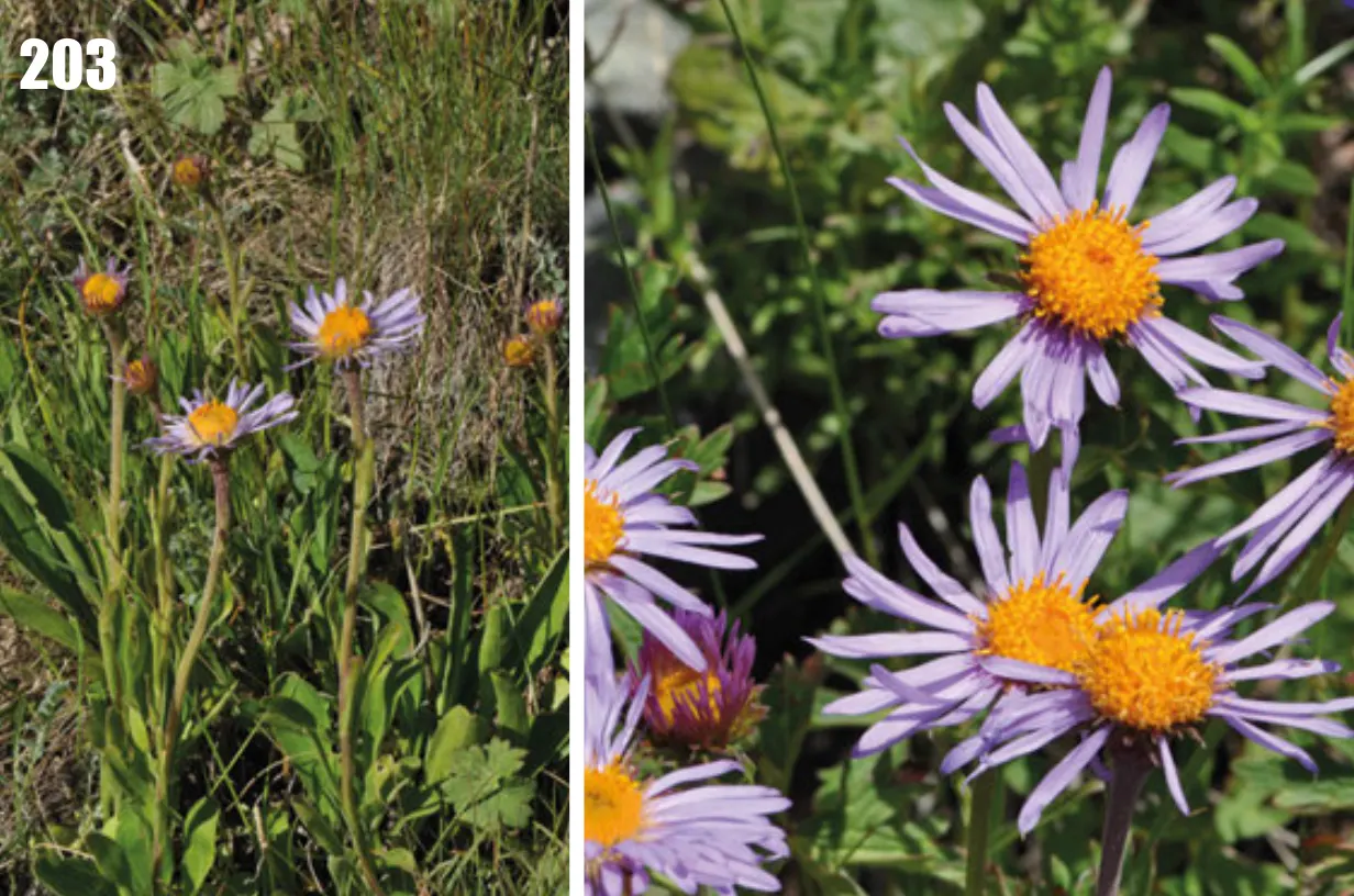 Alpine Aster (Aster Alpinus) — This plant typically grows to about 6 to 12 inches tall with a spread of approximately 12 inches; the Alpine Aster blooms from
