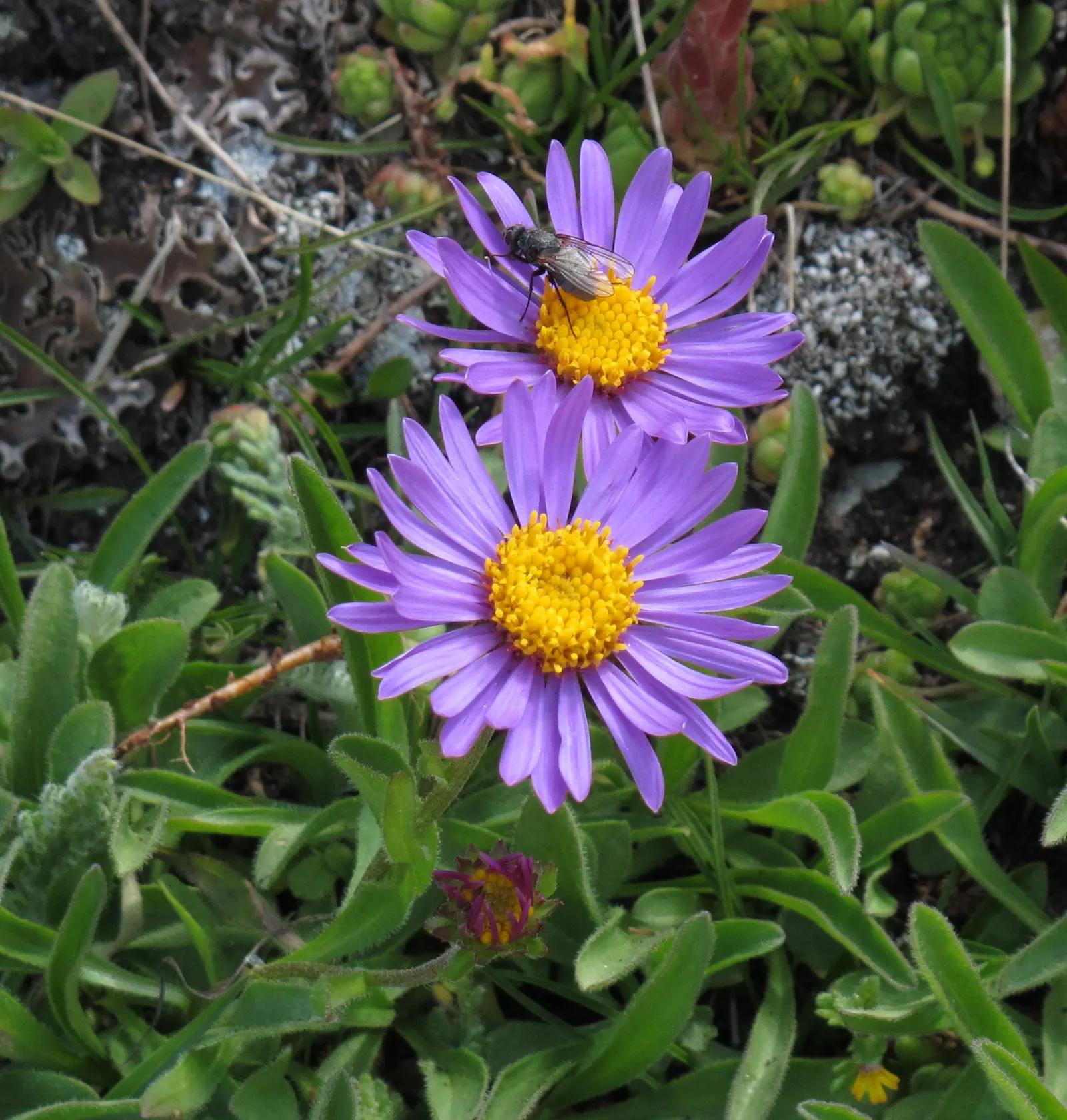 Alpine Aster (Aster Alpinus) — Alpine Aster (Aster alpinus) is a charming perennial thriving in zones 4 to 7; showcasing daisy-like blooms with, image 39