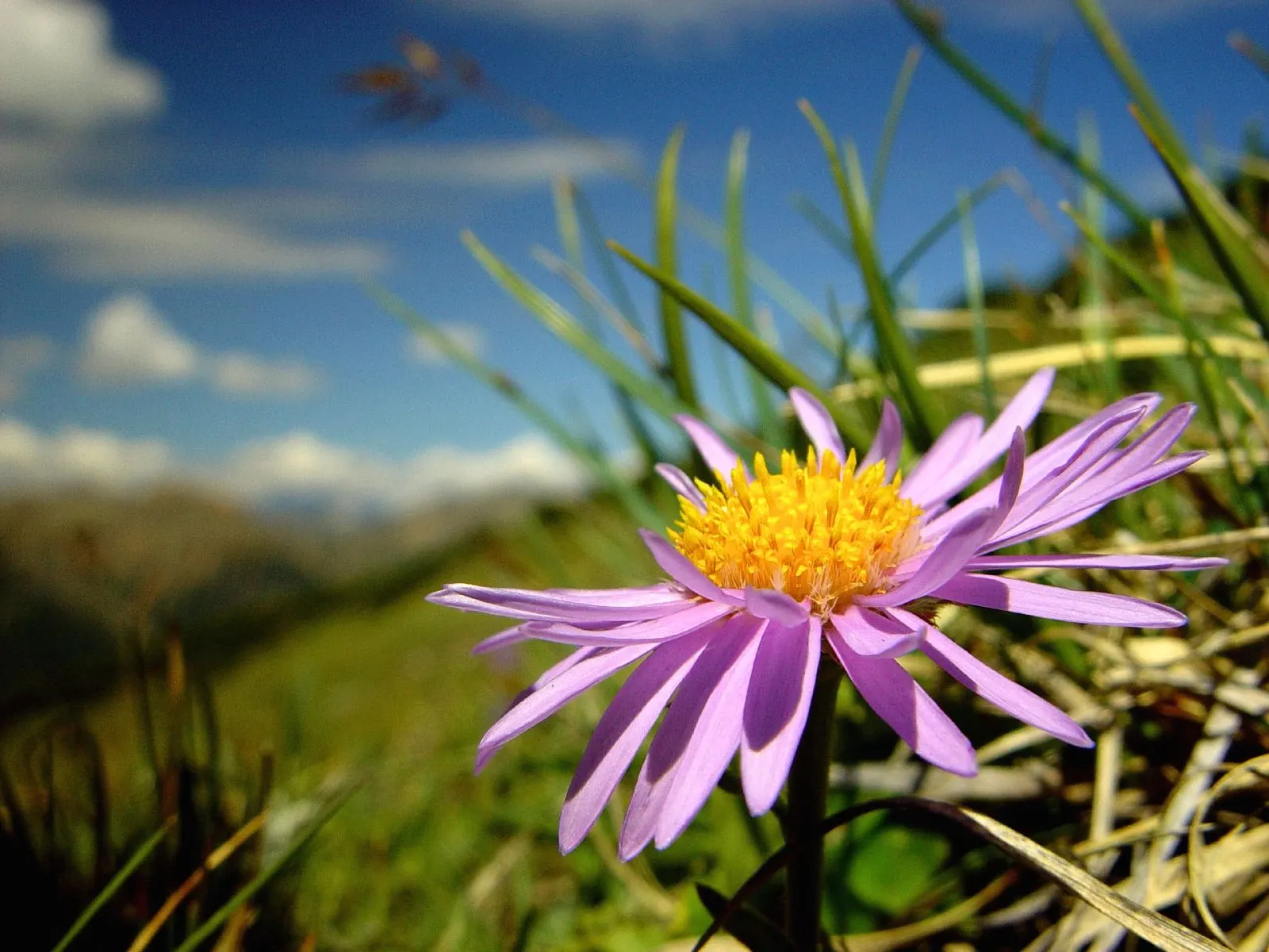 Alpine Aster (Aster Alpinus) — as their blossoms attract pollinators such as butterflies; this low-maintenance specimen is hardy in zones 4 through 7